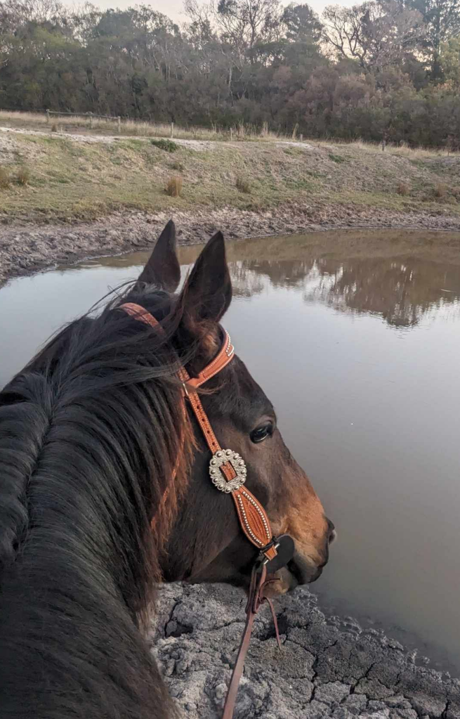 Horse at dam