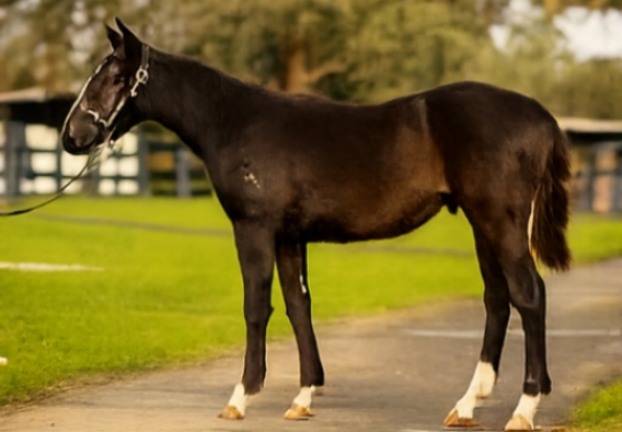 Grunt x Burndiniburn Colt