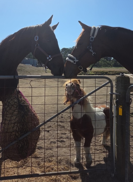 Horse love